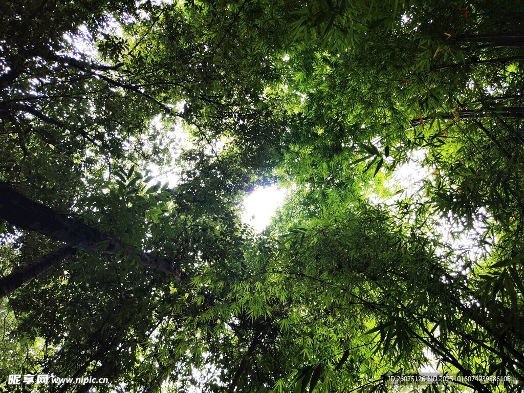 仰视茂密森林绿意盎然