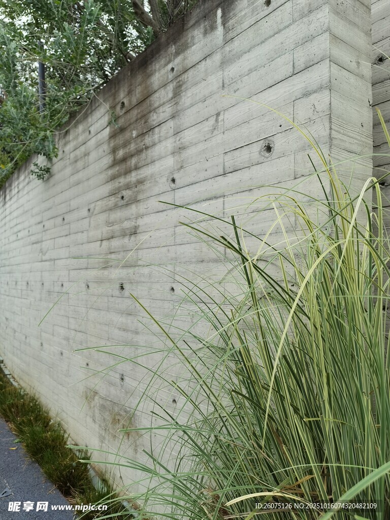 墙边绿植自然清新景致