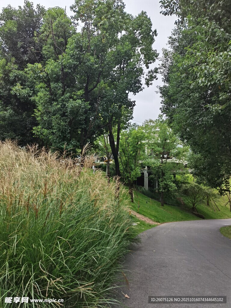 林间小径绿意盎然的风景