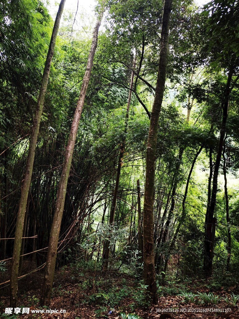 茂密森林中的葱郁树木