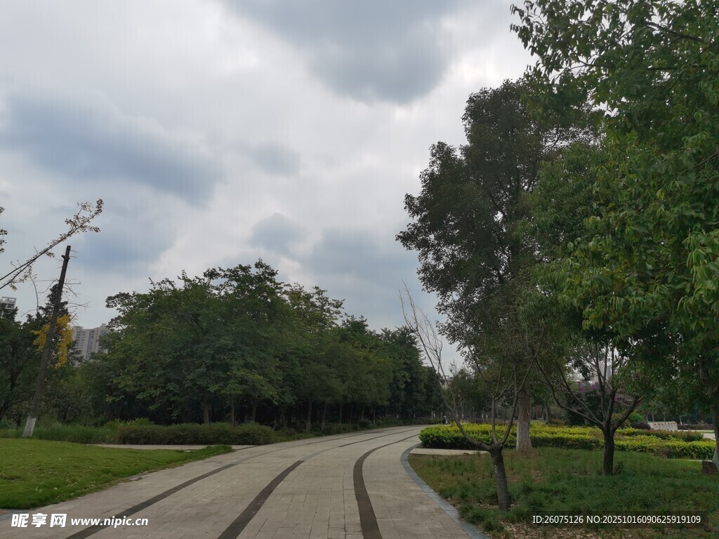 林荫小道静谧自然风景