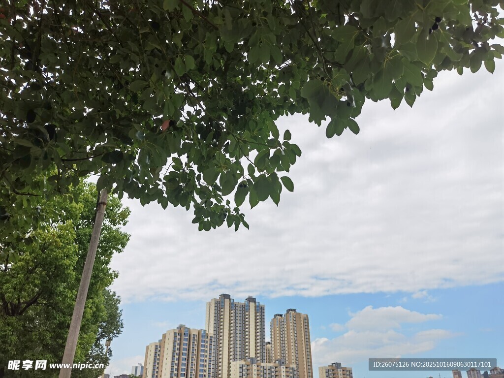 绿树掩映下的城市高楼
