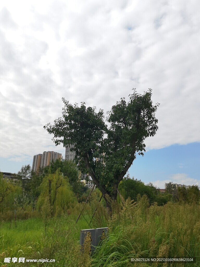 心形树木自然独特景观