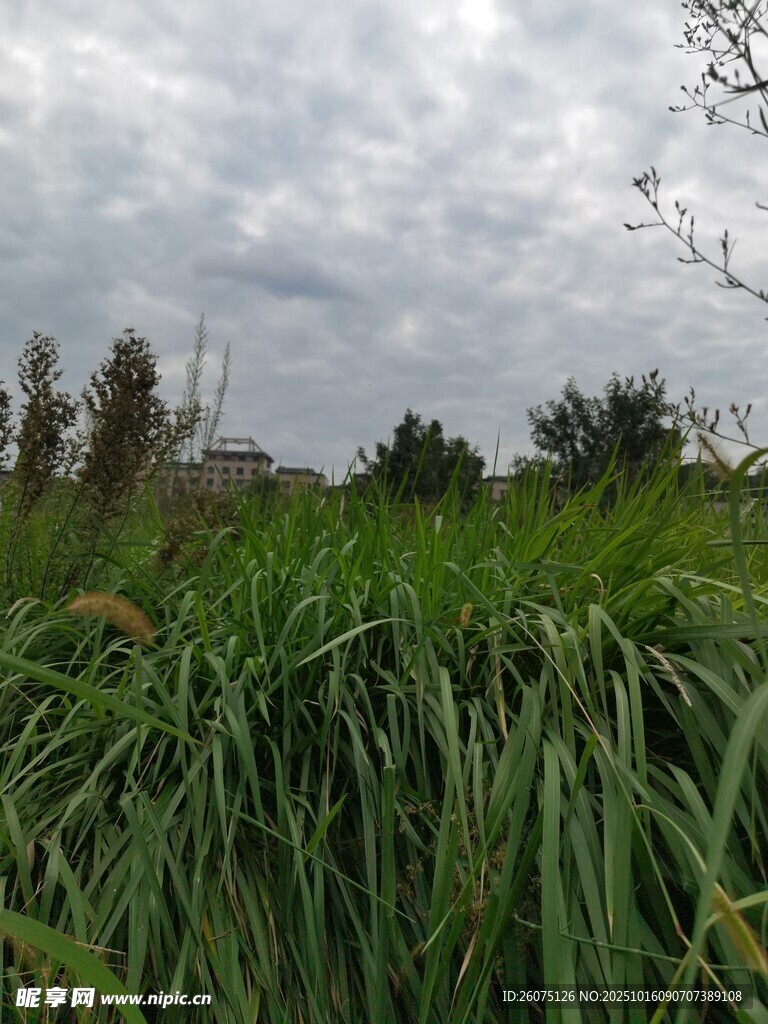 野外葱郁草地天色阴沉