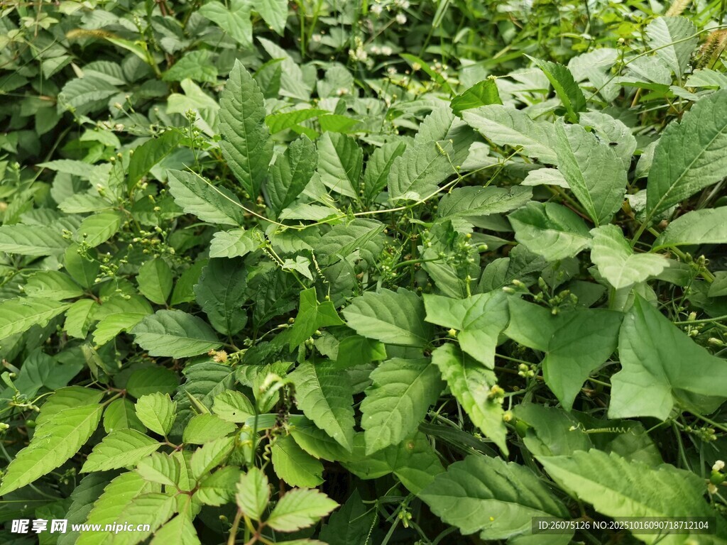 繁茂绿叶植物景观