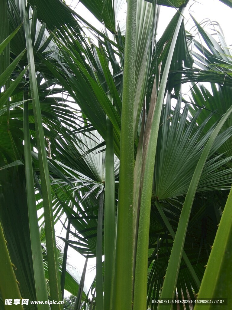 翠绿棕榈叶特写