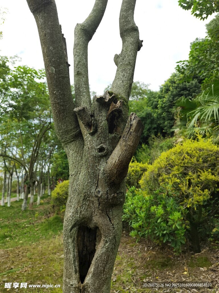 奇特树木造型似拥抱