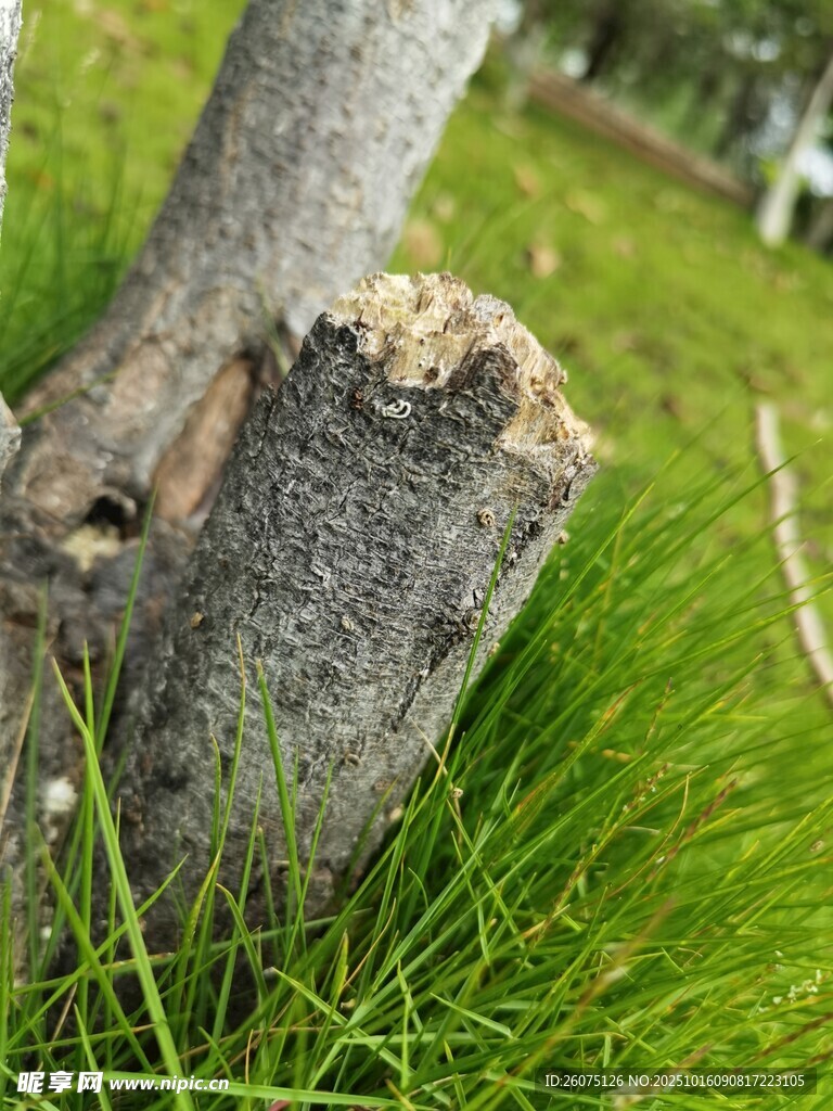 树桩旁的翠绿草地