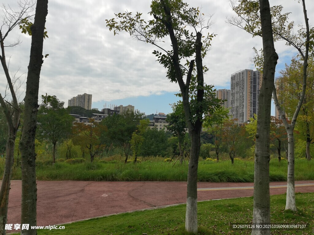 城市公园中的绿树与步道