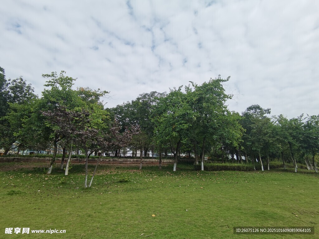 绿意盎然的草地与树木景观