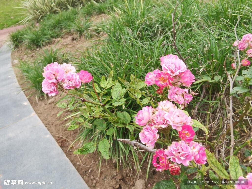 路边绽放的娇艳粉色花朵