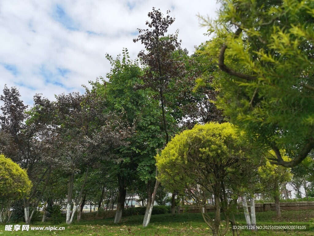 园林绿树景观