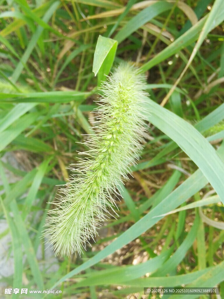 狗尾巴草特写