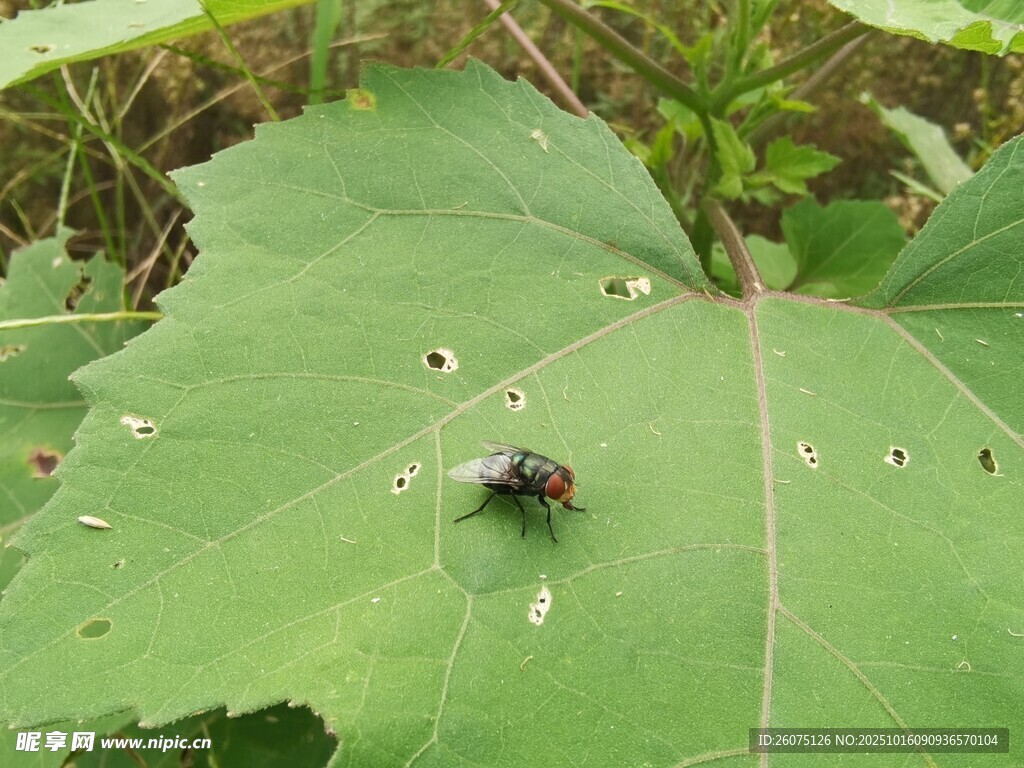 绿叶上的甲虫