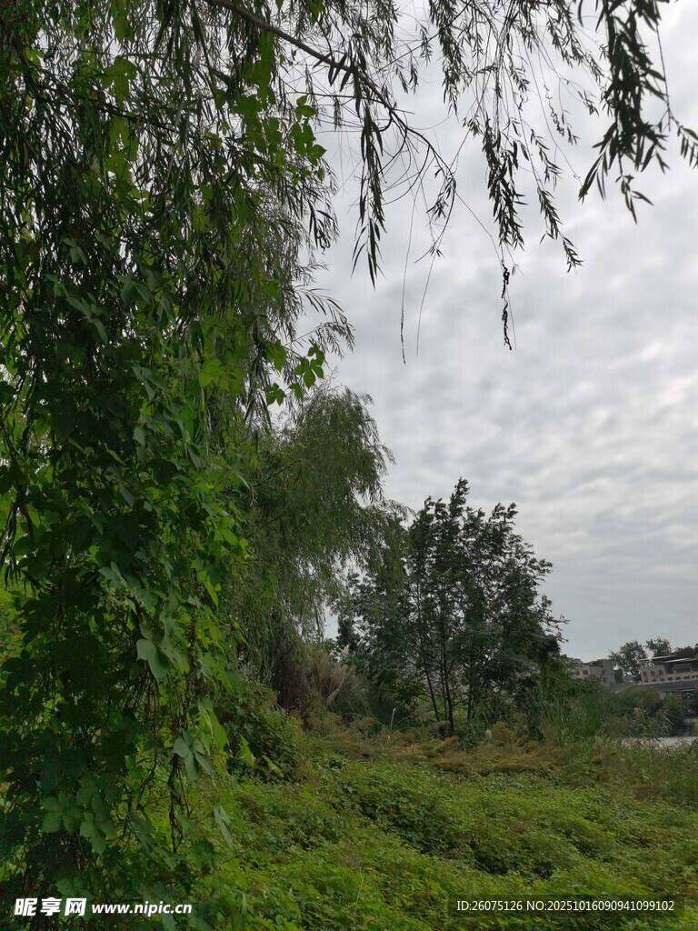 绿意盎然的自然田园风光