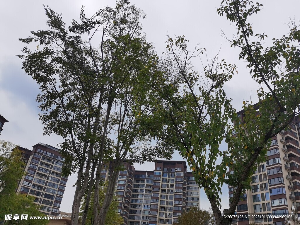 城市中林立树木与高楼