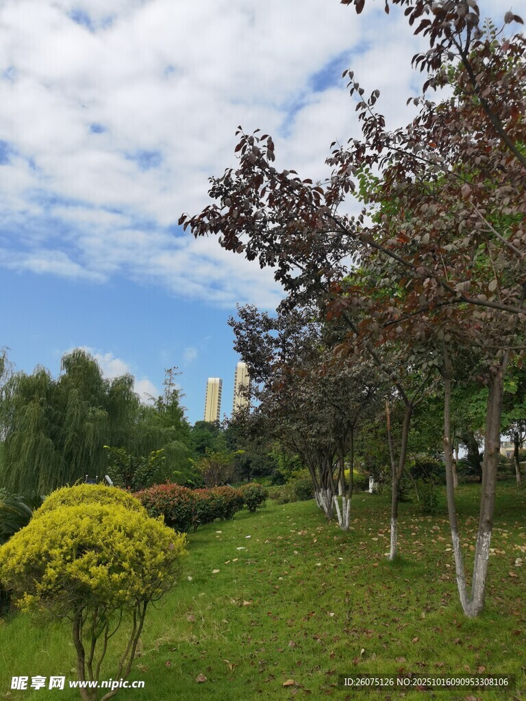 户外美丽的绿植景观