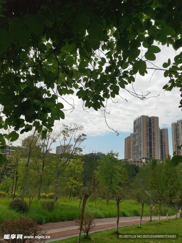 城市公园绿意与高楼景观
