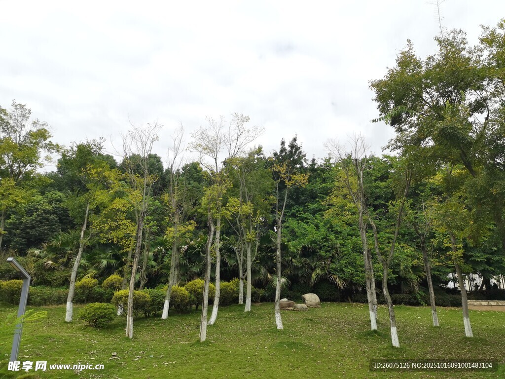 绿树成排的开阔草地景观
