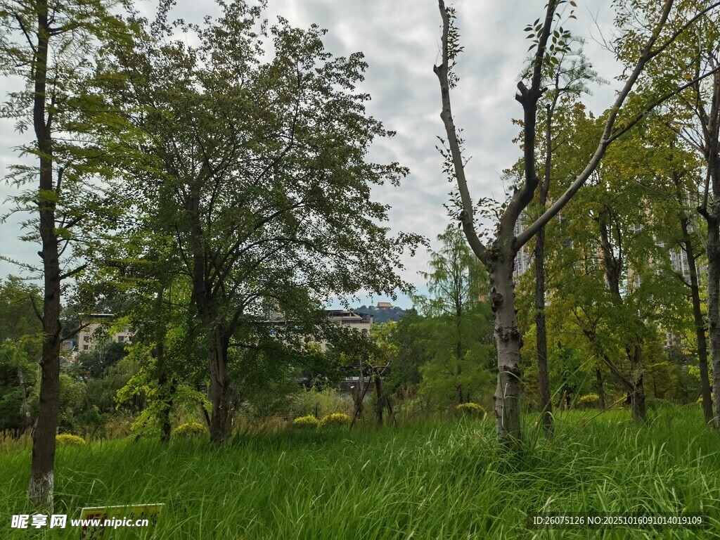 绿意盎然的林间草地