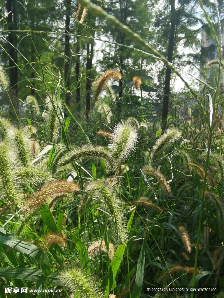 林间狗尾草特写