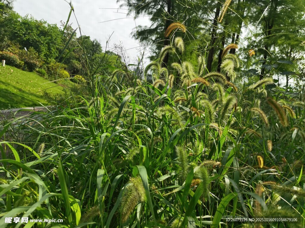 野外繁茂的绿色植物景观