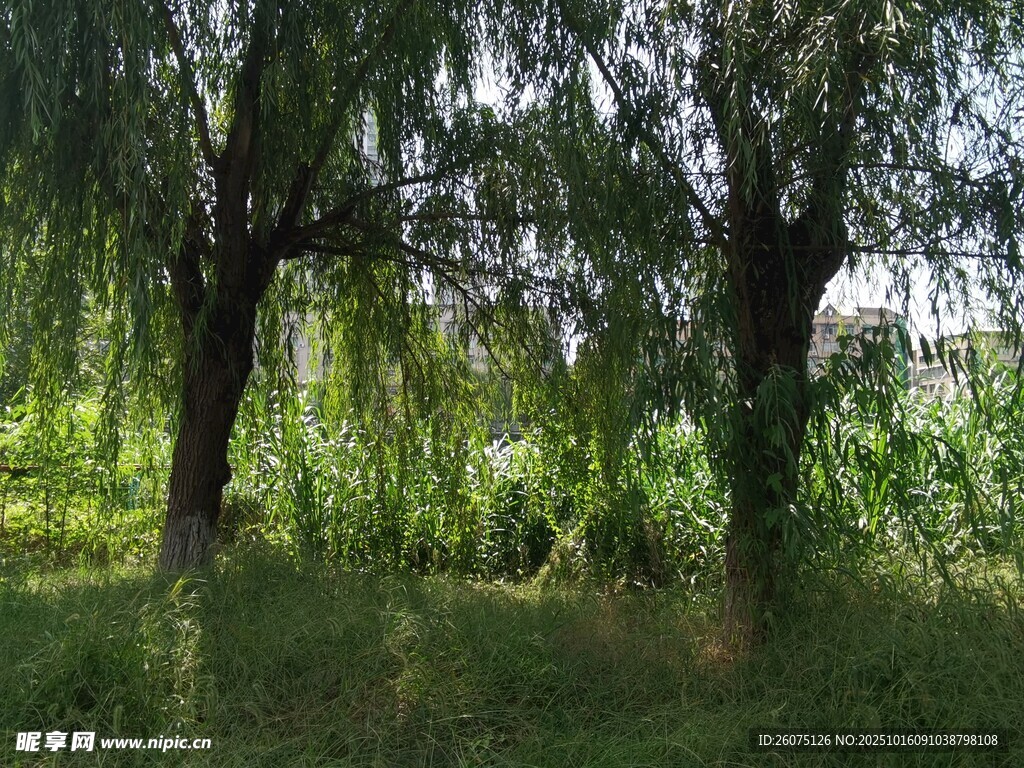 林间垂柳绿意盎然的景致