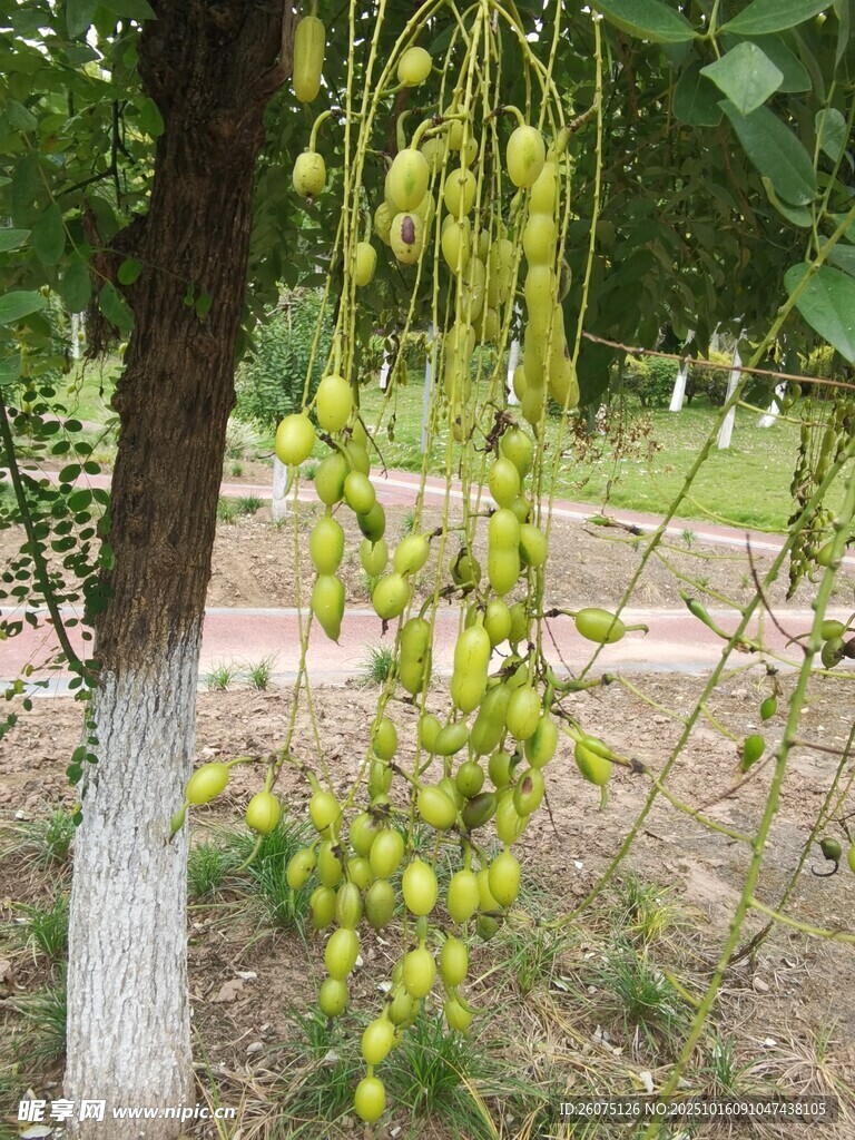 树上垂挂的串串绿色果实