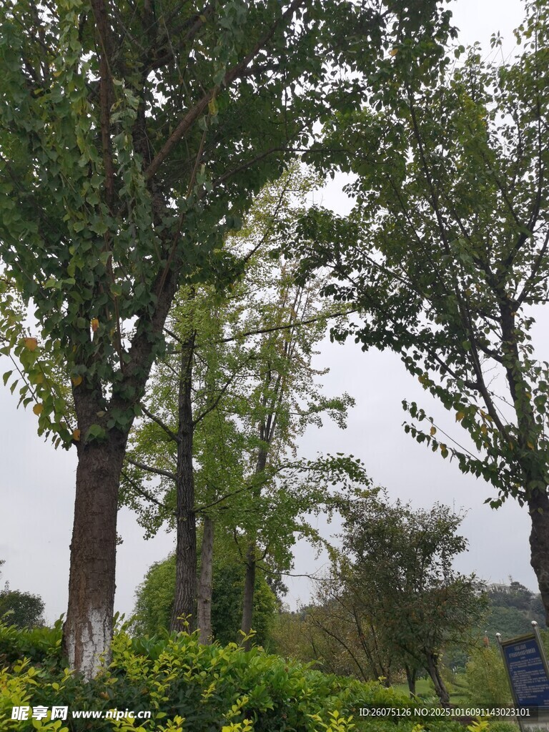 绿树成荫的户外景致