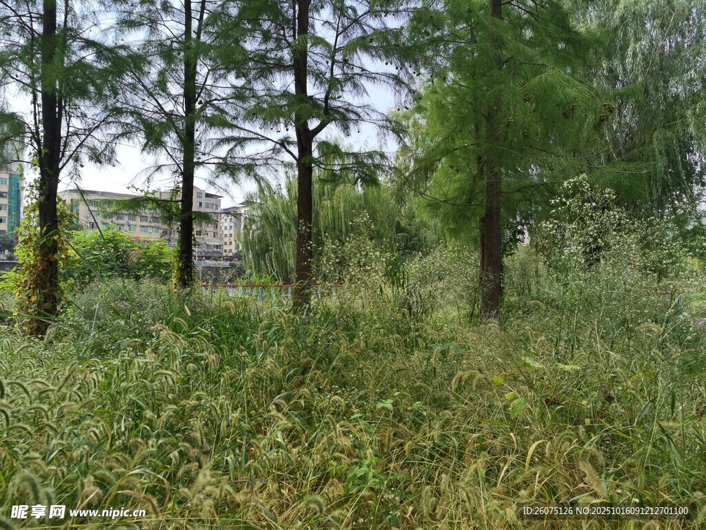 野外茂密树林与繁茂植被