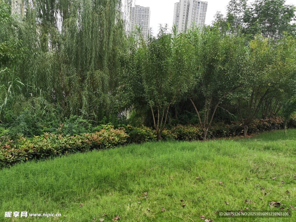城市中的绿意盎然草坪