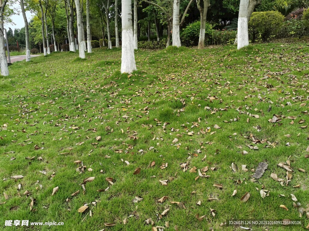 林间草地落叶点缀绿意