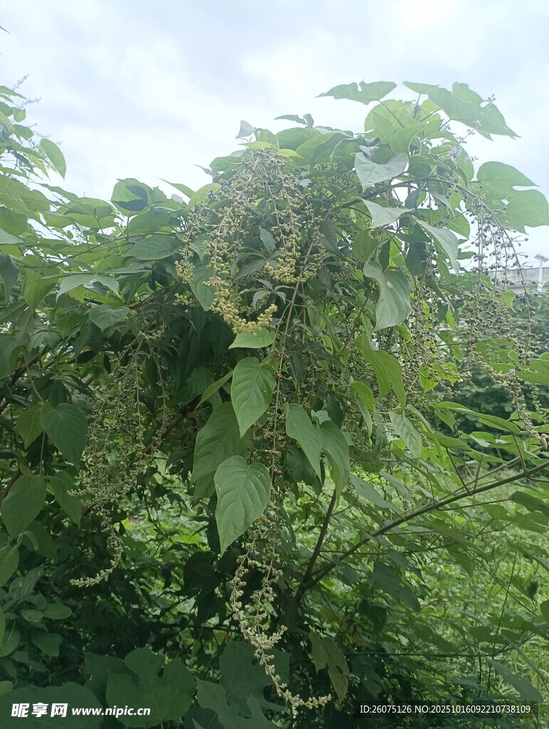 繁茂绿植景象