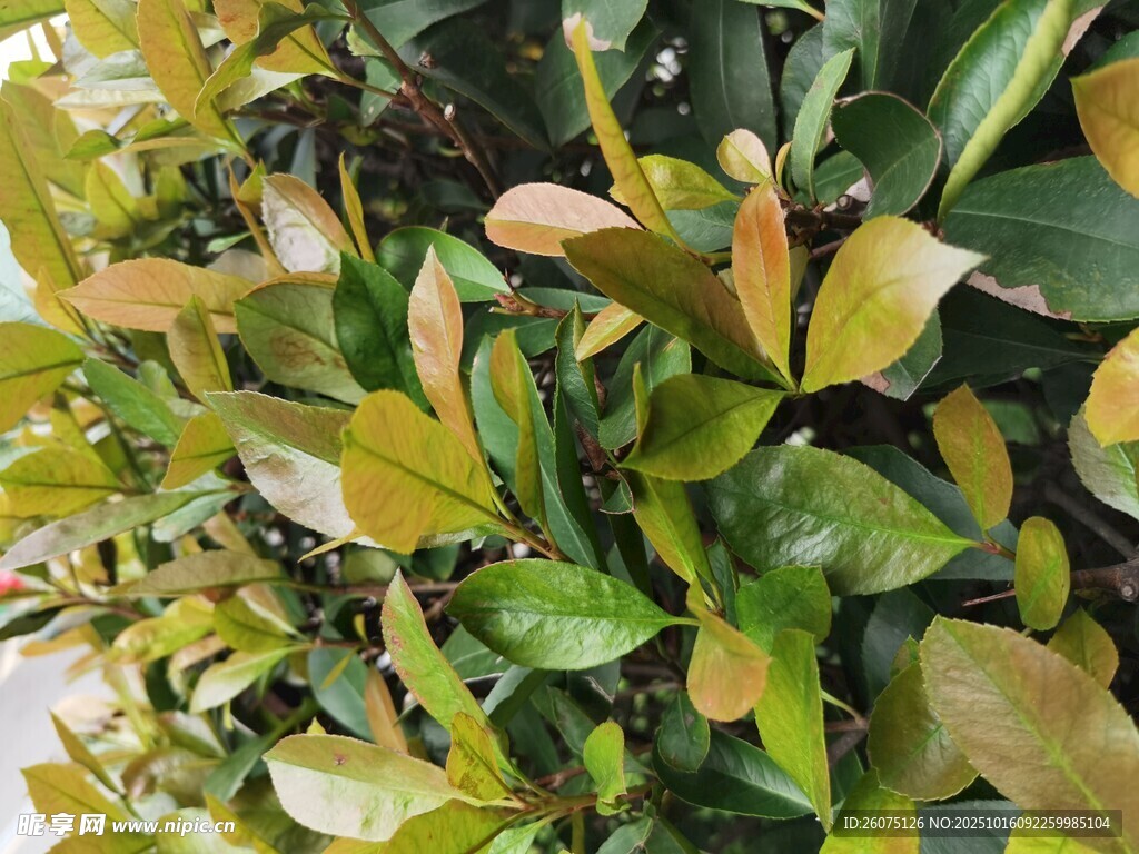 绿叶植物特写