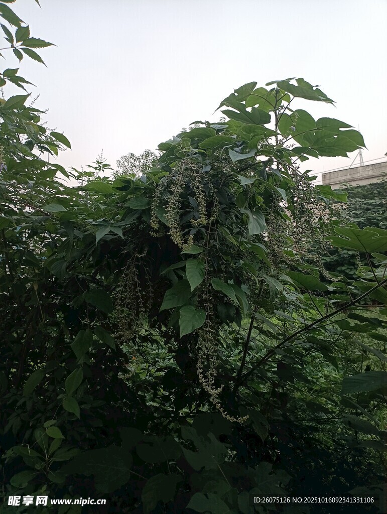 藤蔓缠绕的繁茂绿植