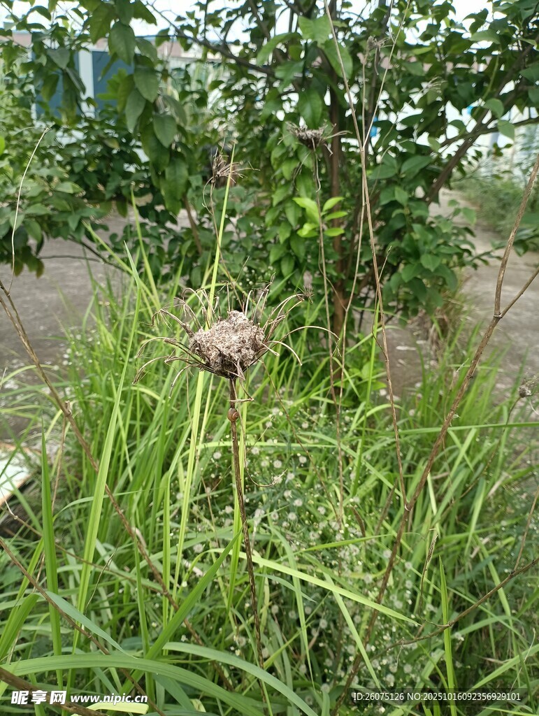 草丛中的紫色花朵