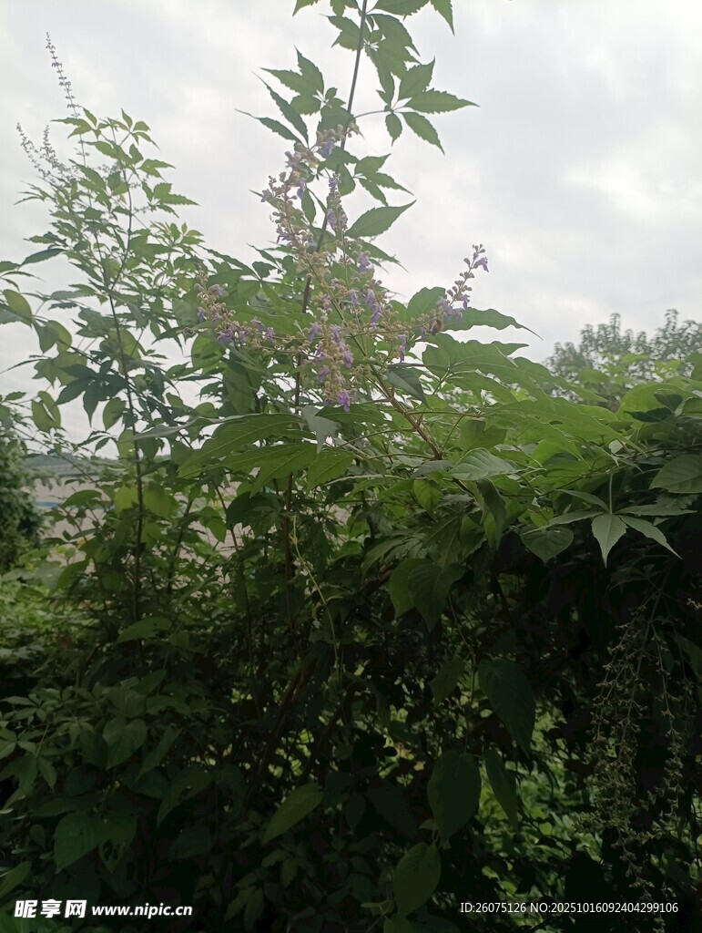 繁茂绿植自然清新景象