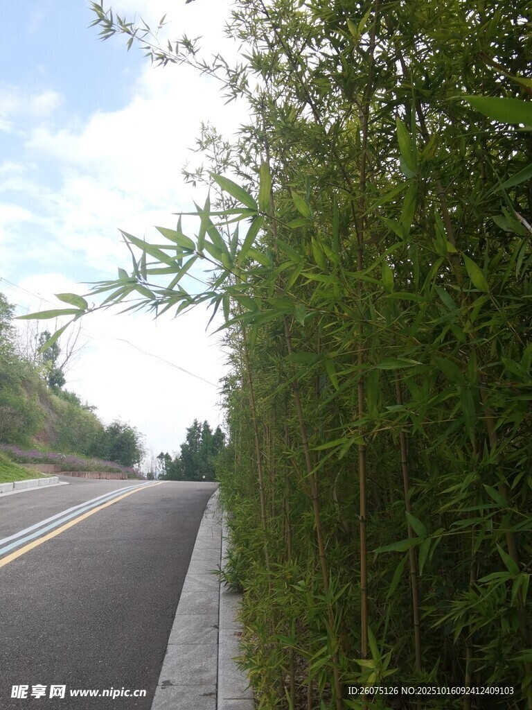 路边翠绿竹林风景