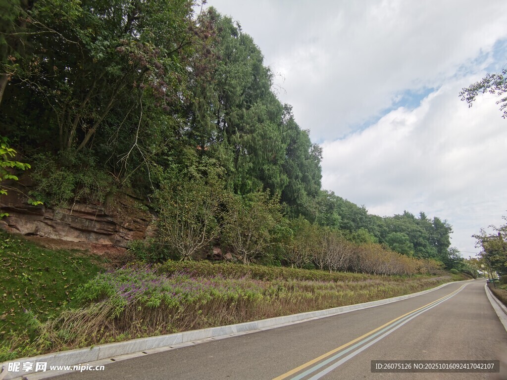 山间公路旁葱郁的植被