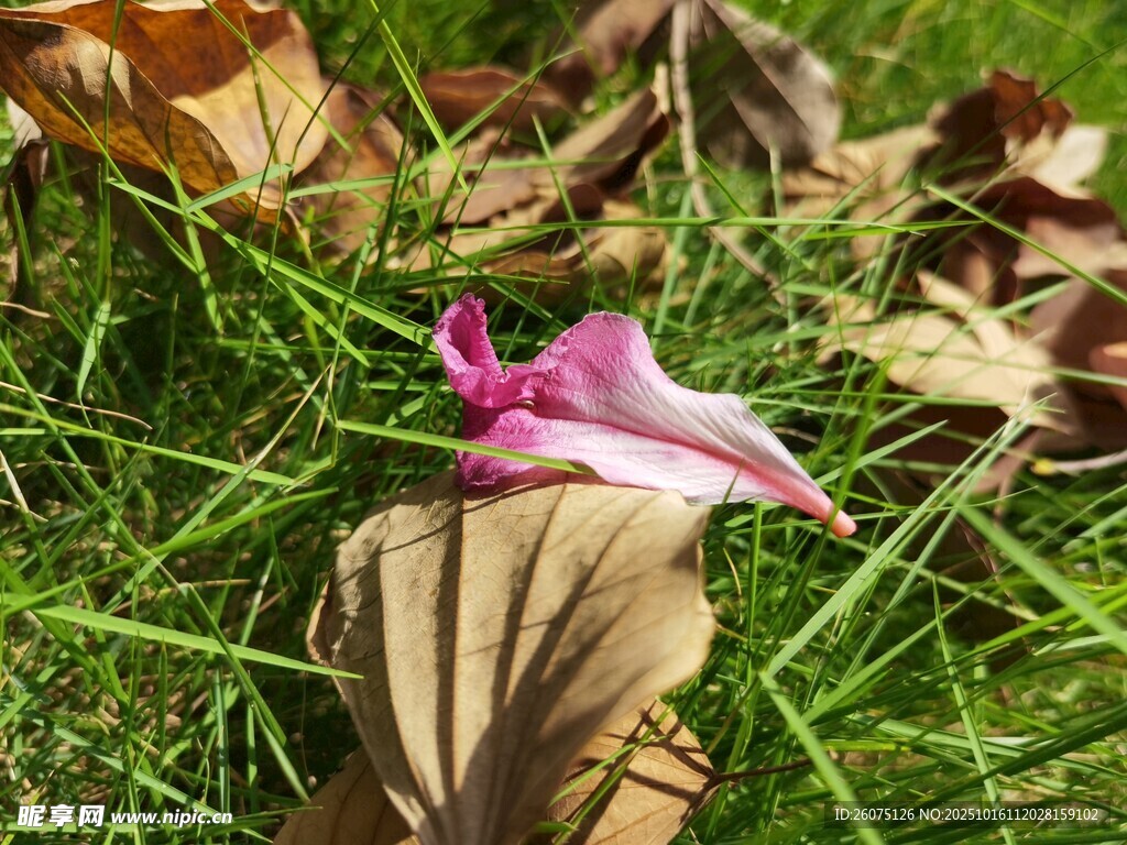 草地上的粉色花瓣与枯叶