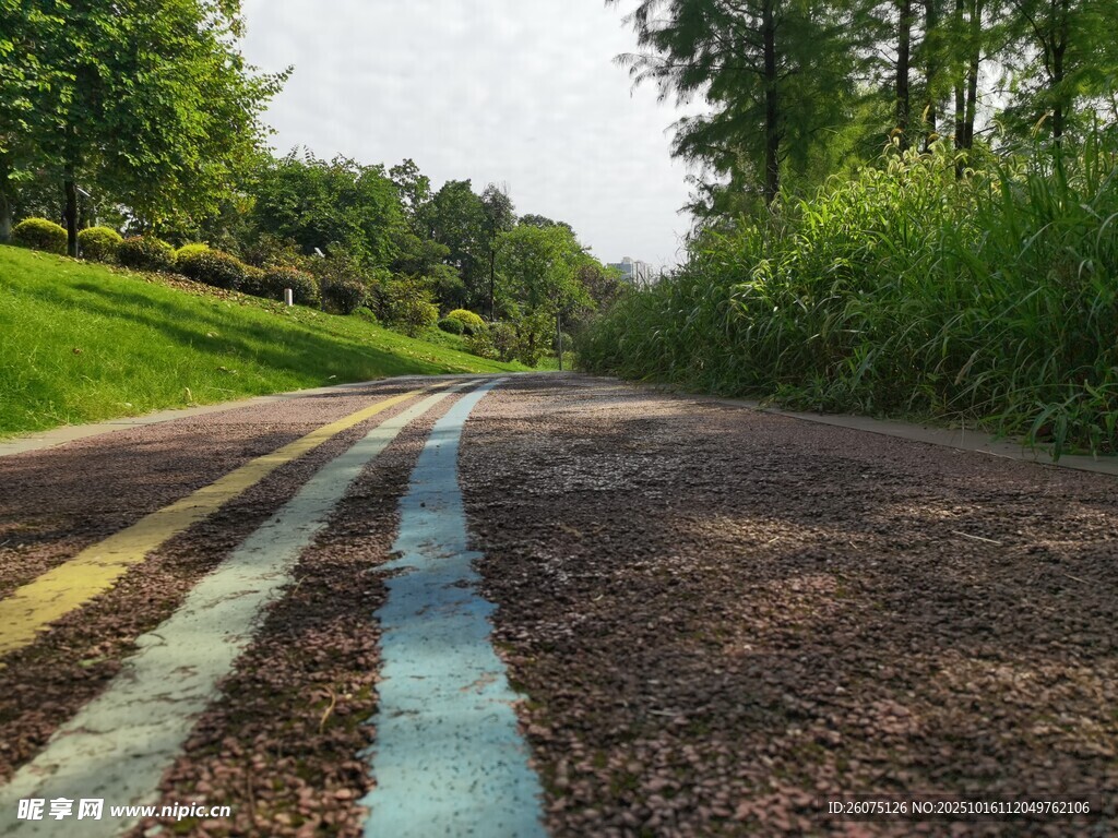 彩色标线的林间道路
