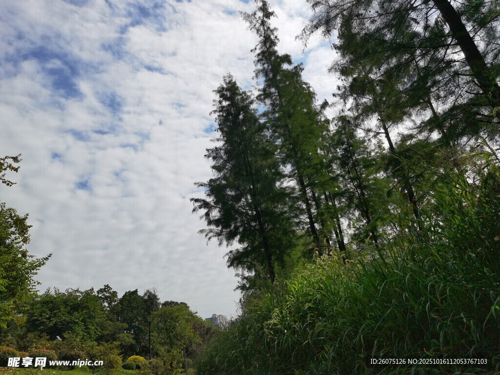 林间绿意蓝天白云相伴