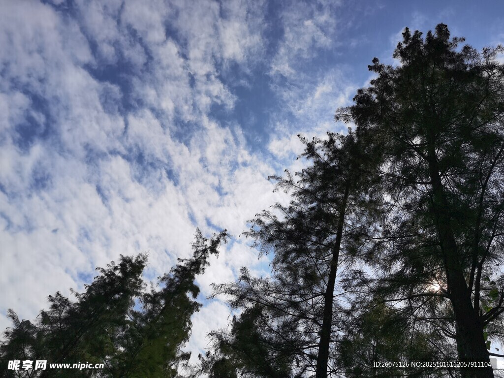 仰望蓝天与挺拔树木