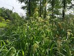 田野中的茂盛绿色植物