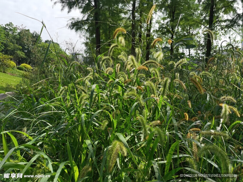 田野中的茂盛绿色植物