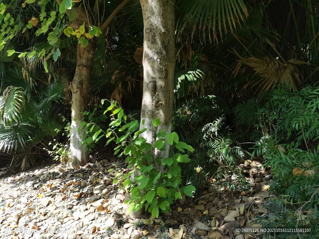 林间树木与繁茂绿植