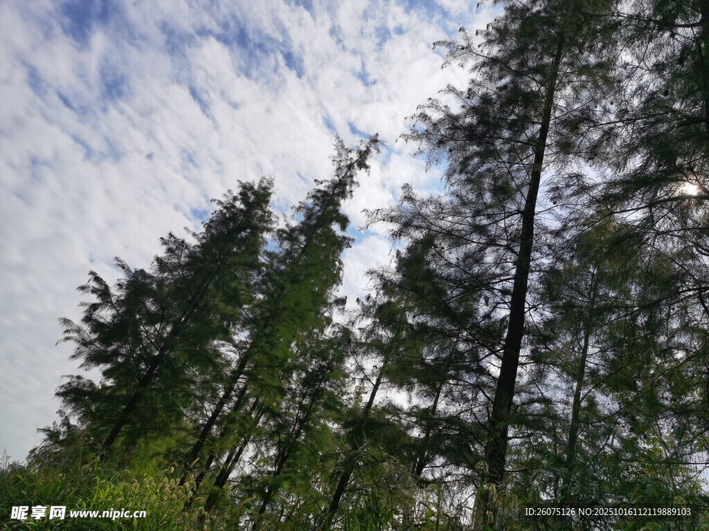 仰望森林中的葱郁树木