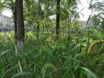 野外茂密绿植景观