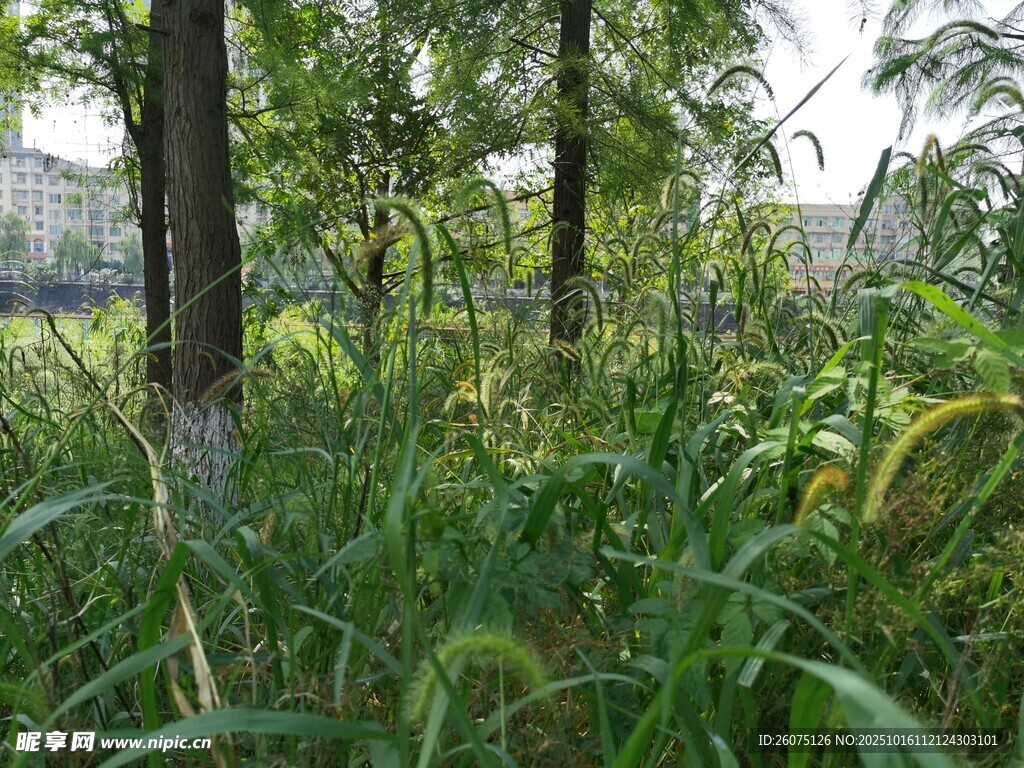 野外茂密绿植景观