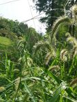 田野中的茂盛绿色植物